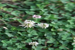 Trifolium repens